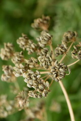 Dry dill seeds inflorescence on a stem in autumn in garden close up. poster