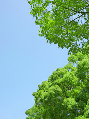 新緑と青空