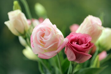 pink and white roses