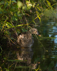 Obraz premium Female mallard hiding in the shadow in a pond on the Drottningholm island in Stockholm