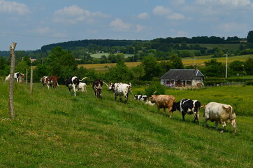 Paysage du Pays d'Auge (Normandie - France)