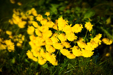 yellow flowers in the garden