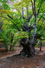 old centuries-old beech forest in early autumn