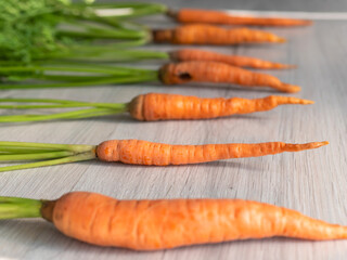 Fresh carrots only from the garden. Orange carrots with a green stem on a light background. Appetizing healthy vegetable