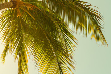 Fototapeta na wymiar Coconut palm tree leaves over bright sky background