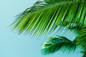 Palm tree leaves over blue sky background