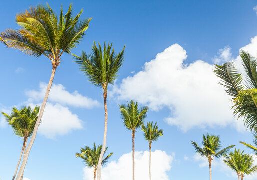 Tall palm trees are under blue cloudy sky, natural photo