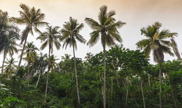 Palm trees, natural tropical forest background © evannovostro