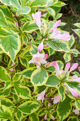 Old Fashioned Weigela Flowers