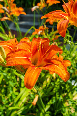 Summer Orange Daylily Flowers