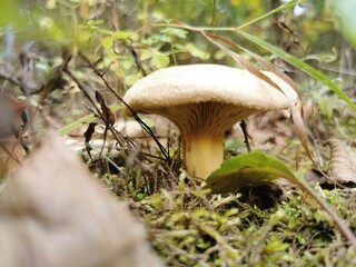 mushroom in the forest