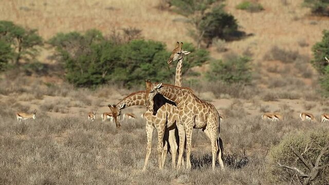 Fighting giraffe bulls (Giraffa camelopardalis) and springbok antelopes, Kalahari desert, South Africa