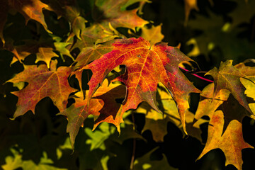 Fototapeta premium Canadian forest multicolour autumn leaves