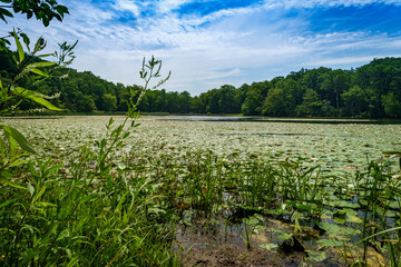 Summer Lake Lilypads Day © Ezume Images