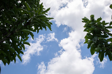 blue sky. white clouds. green leaves and tree branches
