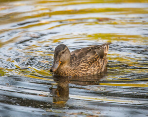 Female Mallard in a pond on the Drottningholm island in Stockholm