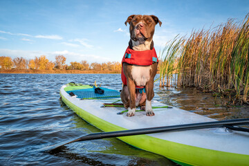 Pit bull terrier dog in a life jacket on an inflatable stand up paddleboard, fall  in northern...