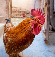 rooster in the farm