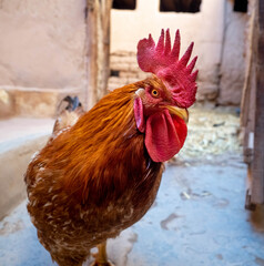 rooster in the farm