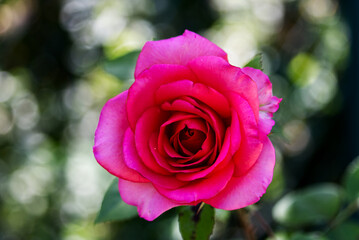 pink rose in garden with bokeh