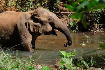 An elephant cooling off in a stream in Mondulkiri, Cambodia