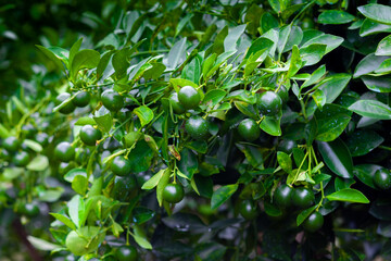 Lots of unripe Citrus japonica (Kumquat) fruit on green leaf background in garden.