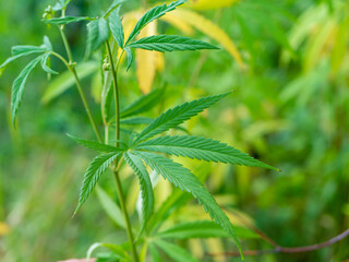 Green hemp bush in the forest. Hemp leaf close up