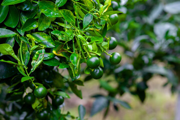 Lots of unripe Citrus japonica (Kumquat) fruit on green leaf background in garden.