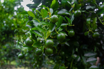 Lots of unripe Citrus japonica (Kumquat) fruit on green leaf background in garden.