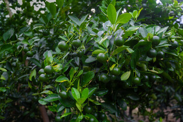 Lots of unripe Citrus japonica (Kumquat) fruit on green leaf background in garden.