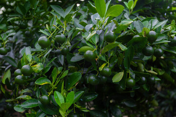 Lots of unripe Citrus japonica (Kumquat) fruit on green leaf background in garden.