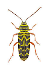 Top view of a locust borer from my insect collection