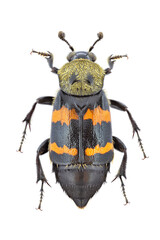 Tomentose burying beetle isolated on a white background