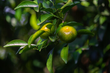 Half ripe citrus fruit (Tangerine) hanging on the tree.