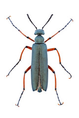 Top view of a Blister Beetle on white background
