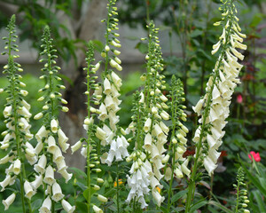 Digitalis (Foxglove) blooms in the summer garden © orestligetka