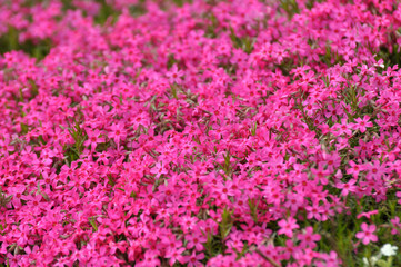 Phlox subulata blooms on the flowerbed
