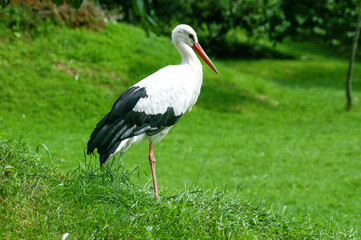 Close-up of a stork on green meadow