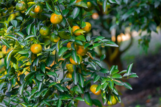 Numerous half-ripe citrus fruits (tangerines) hanging on the trees in the sunlight.
