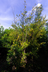 Organic tangerine citrus fruit tree under the sunny sky.