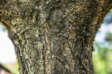 Wooden texture. tree bark. wood. summer.