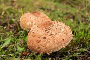 Parasol mushroom Macrolepiota procera closeup on meadow grass