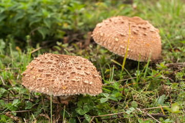 Parasol mushroom Macrolepiota procera closeup on meadow grass