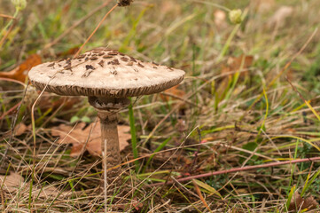 Parasol mushroom Macrolepiota procera closeup on meadow grass