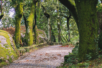 The forest around the shrine of Senhora da Penha, Guimaraes, Portugal