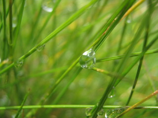 dew on grass