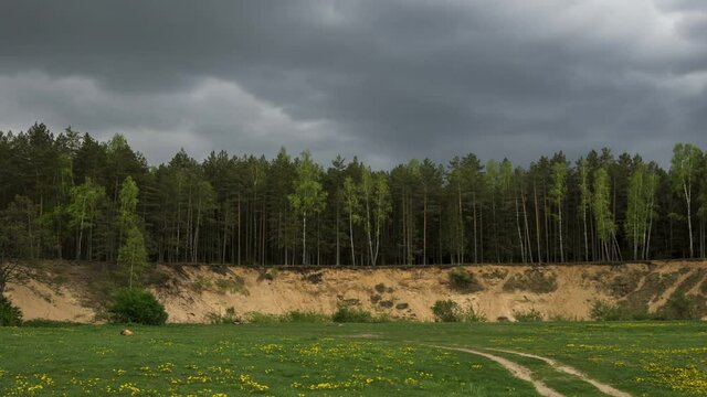Summer pine-tree forest in a midland of Europe, time-lapse
