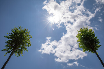 Obraz premium blue sky. white clouds. green leaves and tree branches. two green crown trees in the frame
