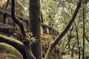 The forest around the shrine of Senhora da Penha, Guimaraes, Portugal