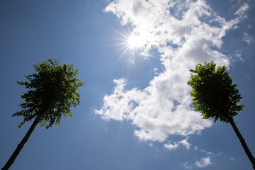 blue sky. white clouds. green leaves and tree branches. two green crown trees in the frame